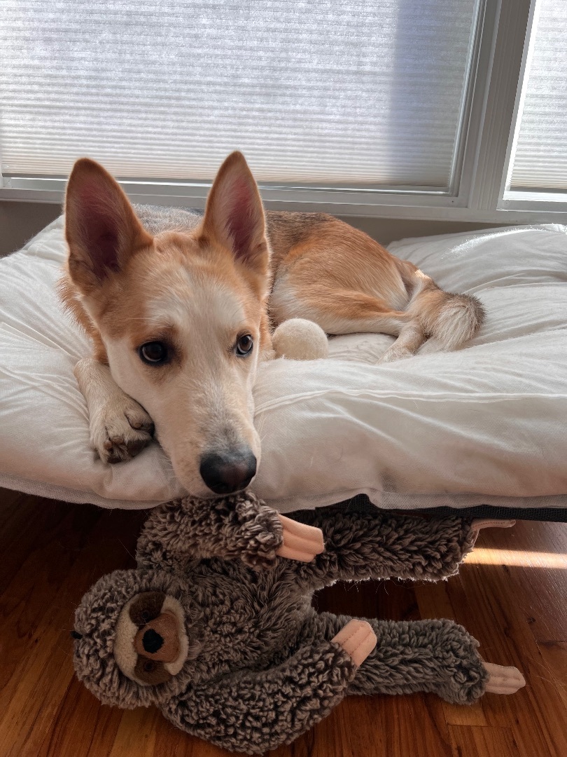 Atreyu, a Adoptable mixed breed in Sherman Oaks, CA image 2/10