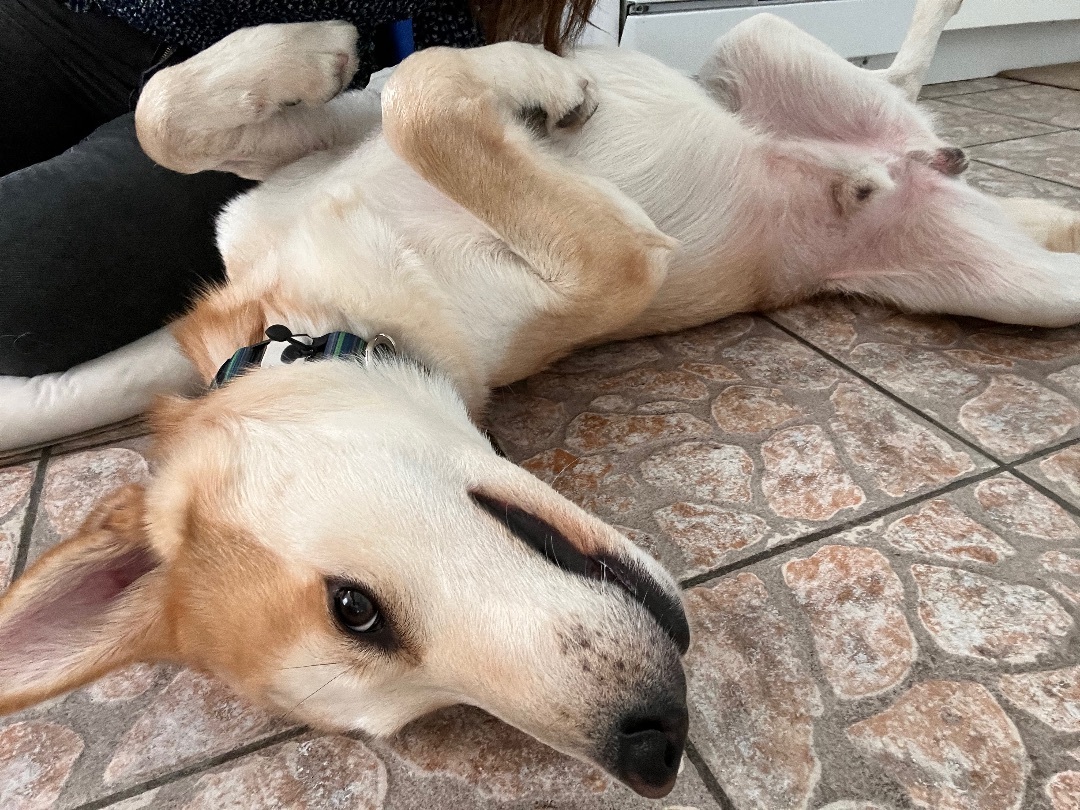 Atreyu, a Adoptable mixed breed in Sherman Oaks, CA image 3/10