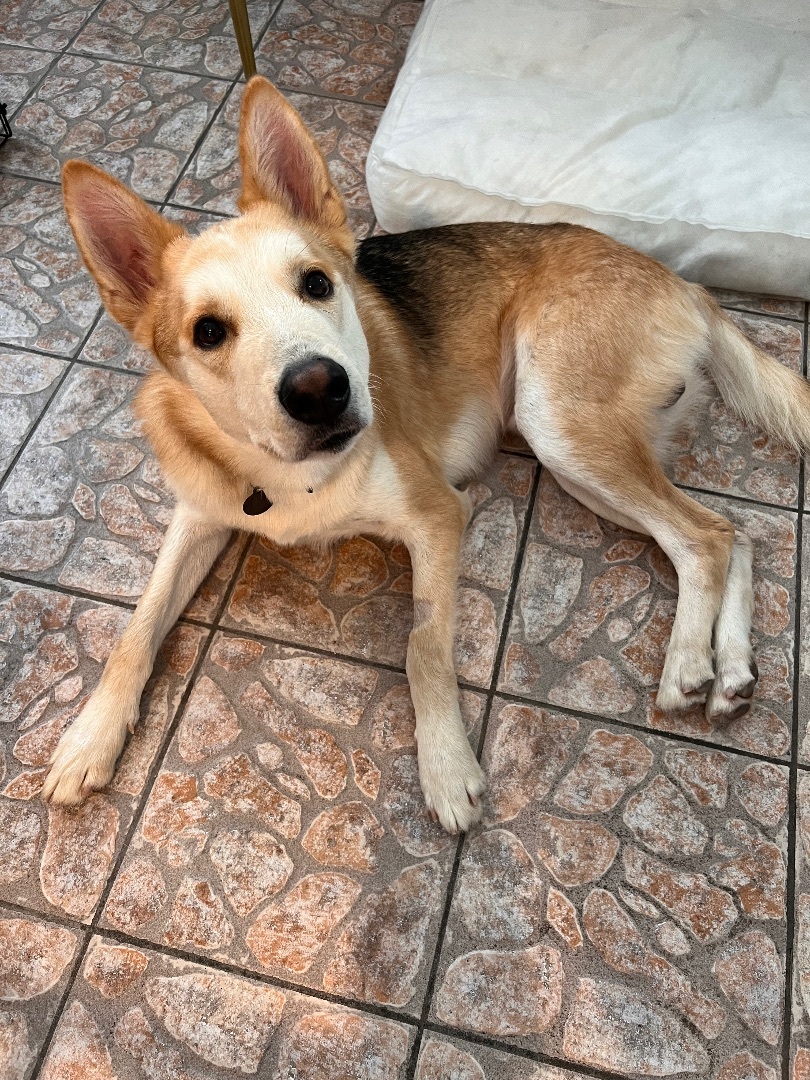 Atreyu, a Adoptable mixed breed in Sherman Oaks, CA image 4/10