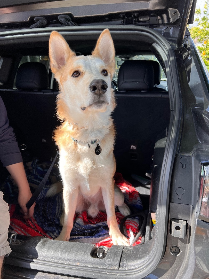 Atreyu, a Adoptable mixed breed in Sherman Oaks, CA image 5/10