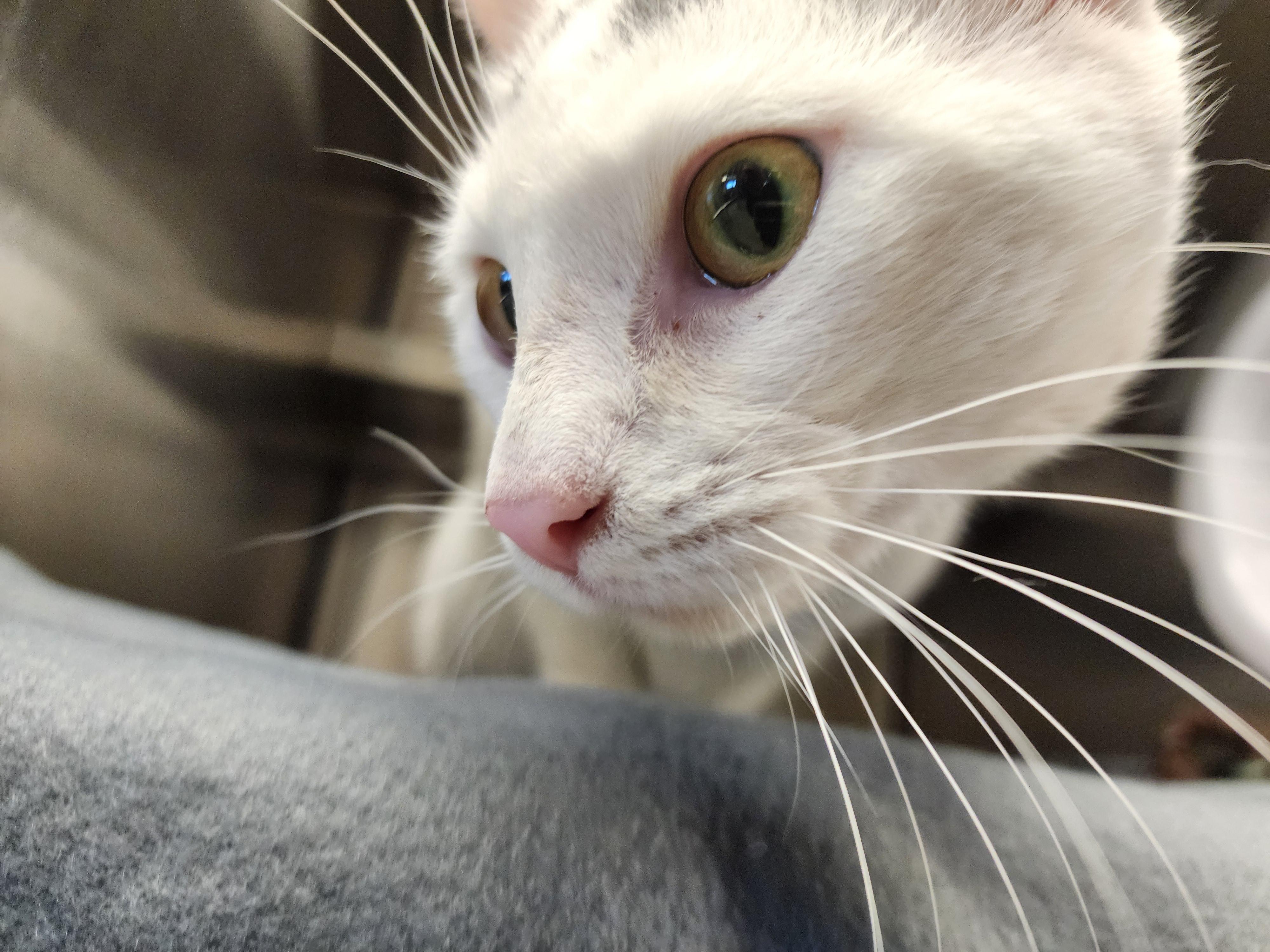 Enlarge Victor, a ADOPTABLE Domestic Short Hair in Liberty, MO image 4/4