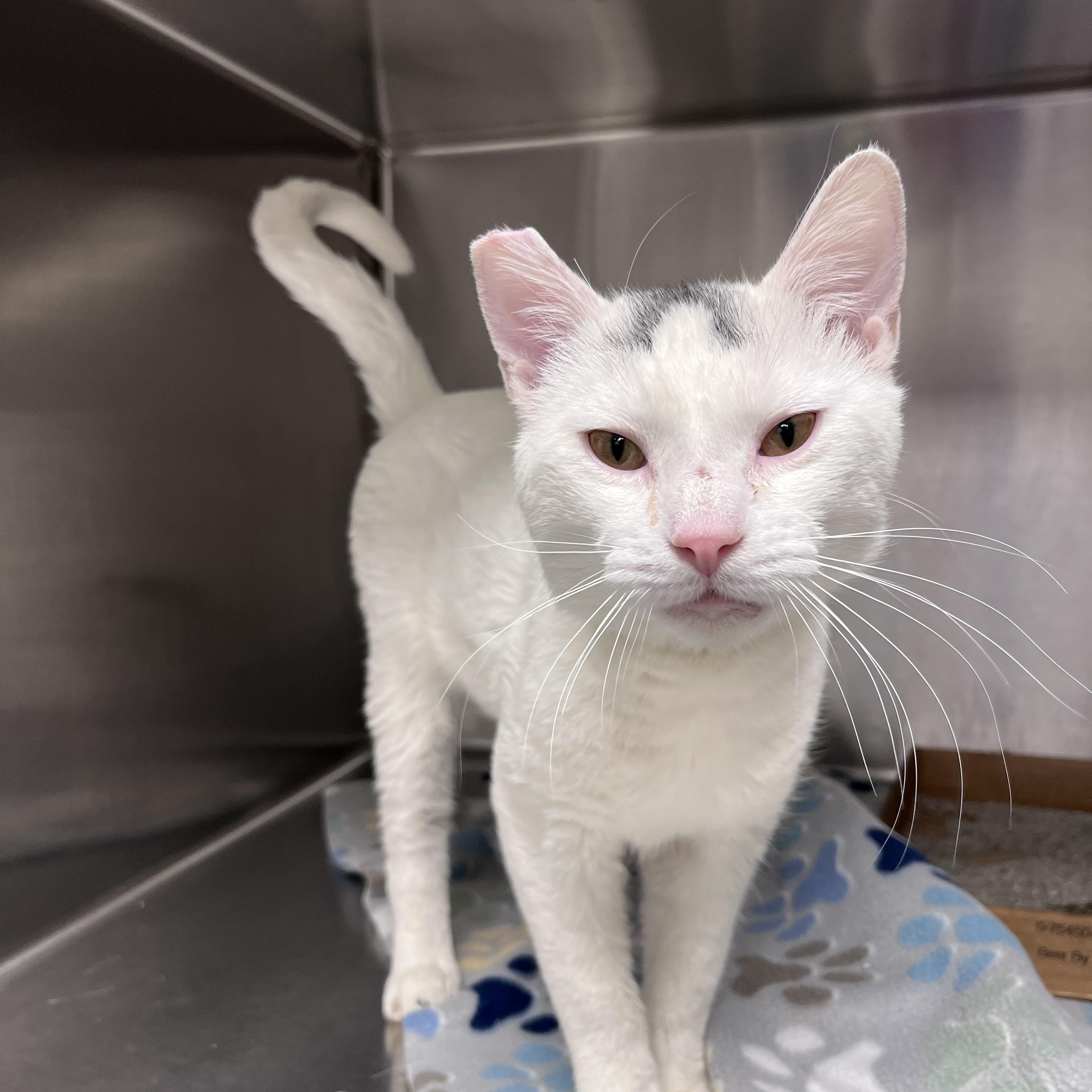 Enlarge Victor, a ADOPTABLE Domestic Short Hair in Liberty, MO image 4/4