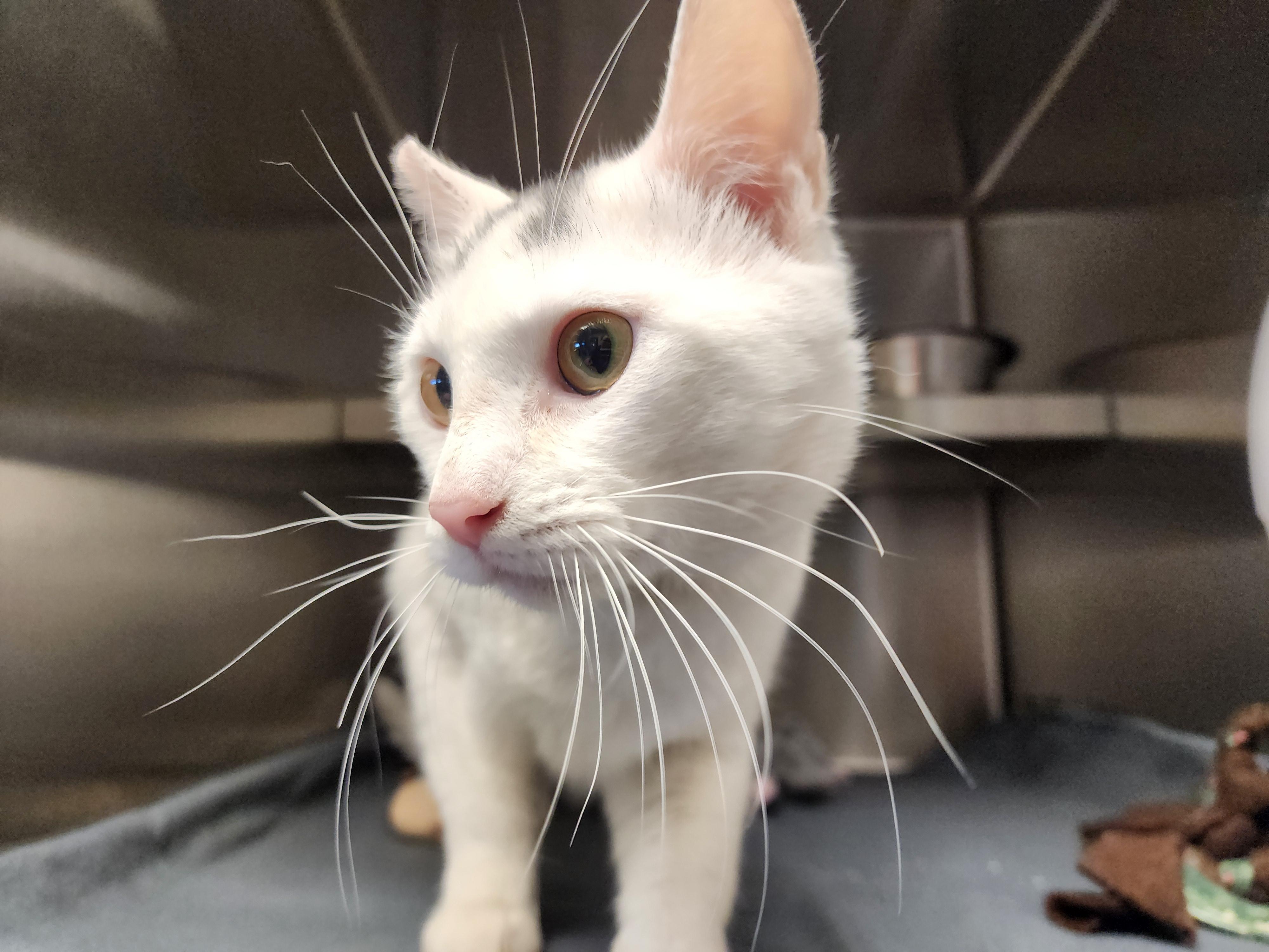 Victor, ADOPTABLE, Adult Male Domestic Short Hair.