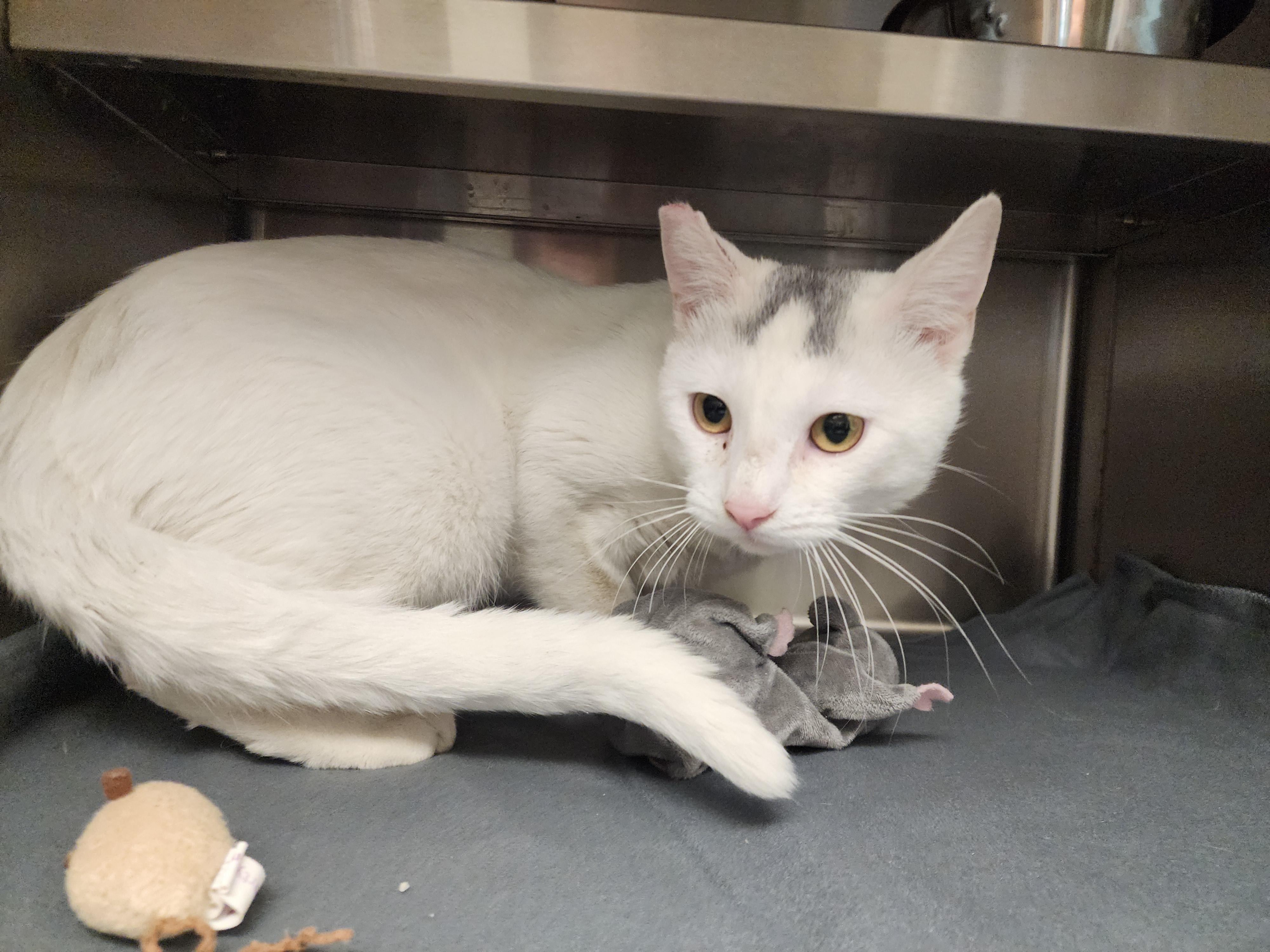 Enlarge Victor, a ADOPTABLE Domestic Short Hair in Liberty, MO image 2/4