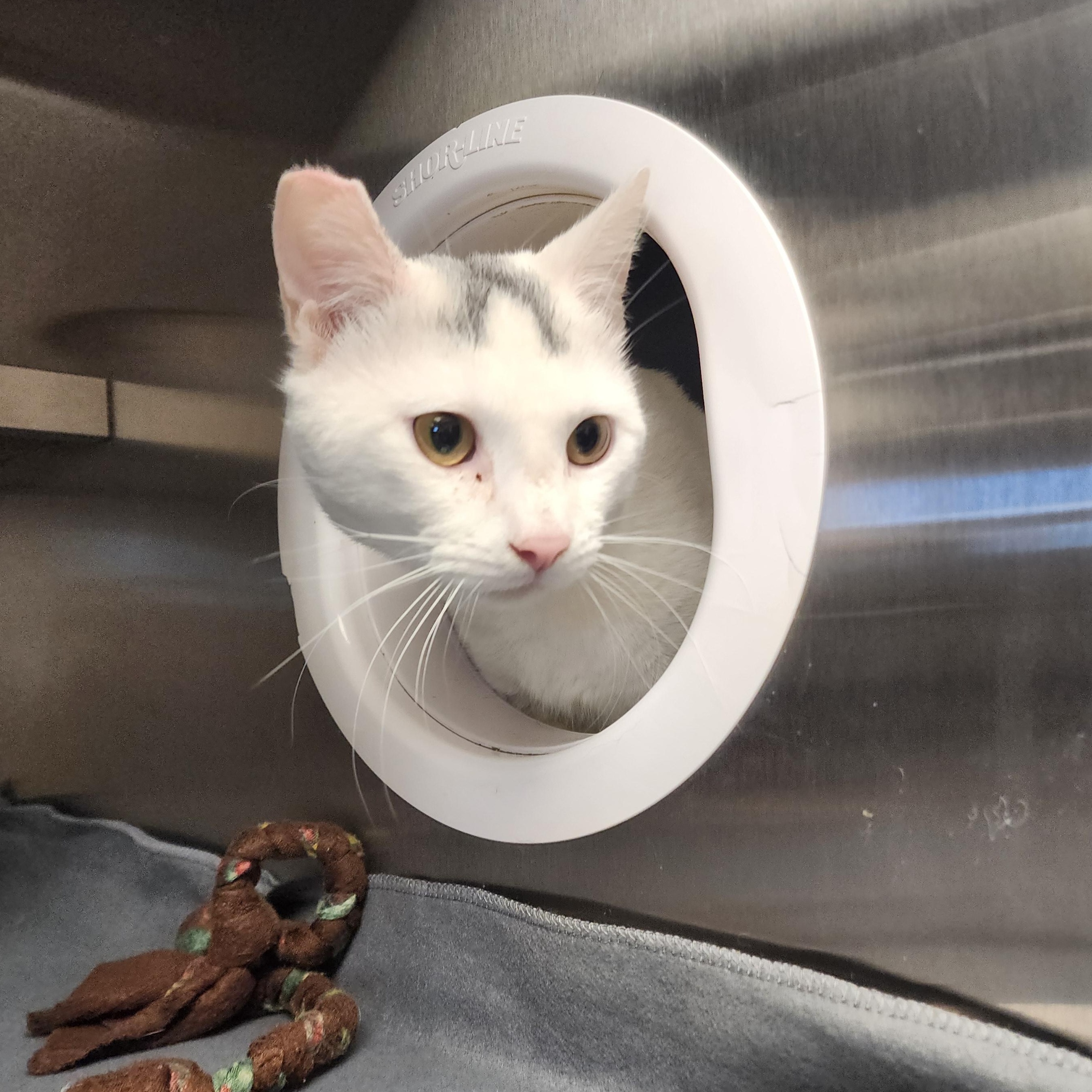 Enlarge Victor, a ADOPTABLE Domestic Short Hair in Liberty, MO image 3/4