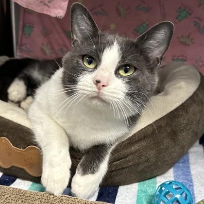 Katy, Adoptable, Adult Female Domestic Short Hair & Domestic Short Hair.