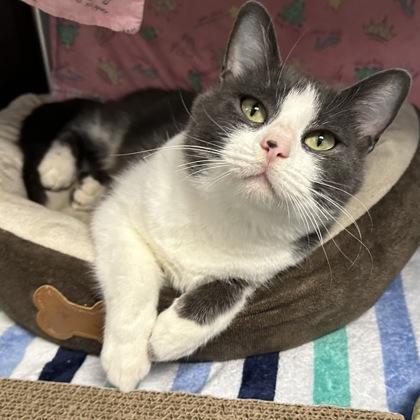 Katy, a Adoptable mixed breed in Merriam, KS image 2/3