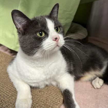 Katy, a Adoptable mixed breed in Merriam, KS image 3/3