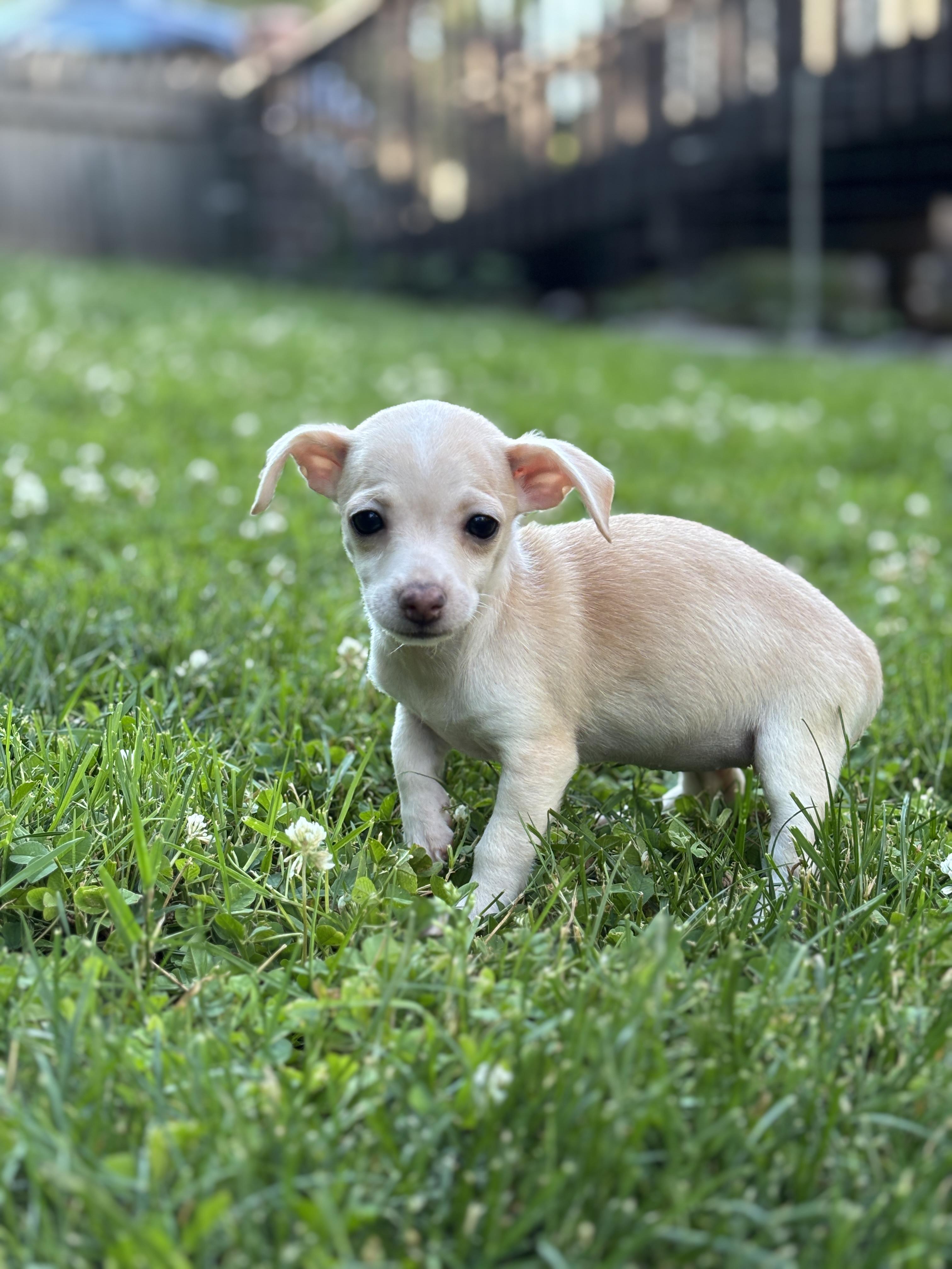 Dana, a ADOPTABLE mixed breed in Lafayette Hill, PA image 2/3