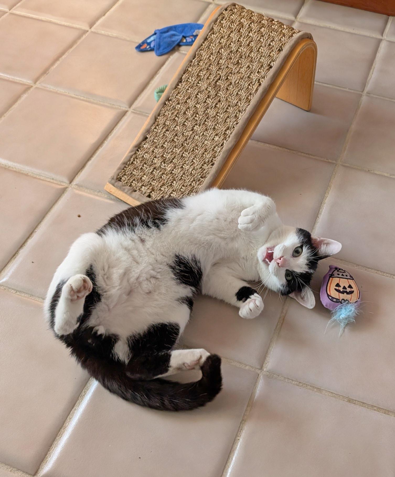 Enlarge Denver, an adopted Domestic Short Hair in Fairview Heights, IL image 2/6