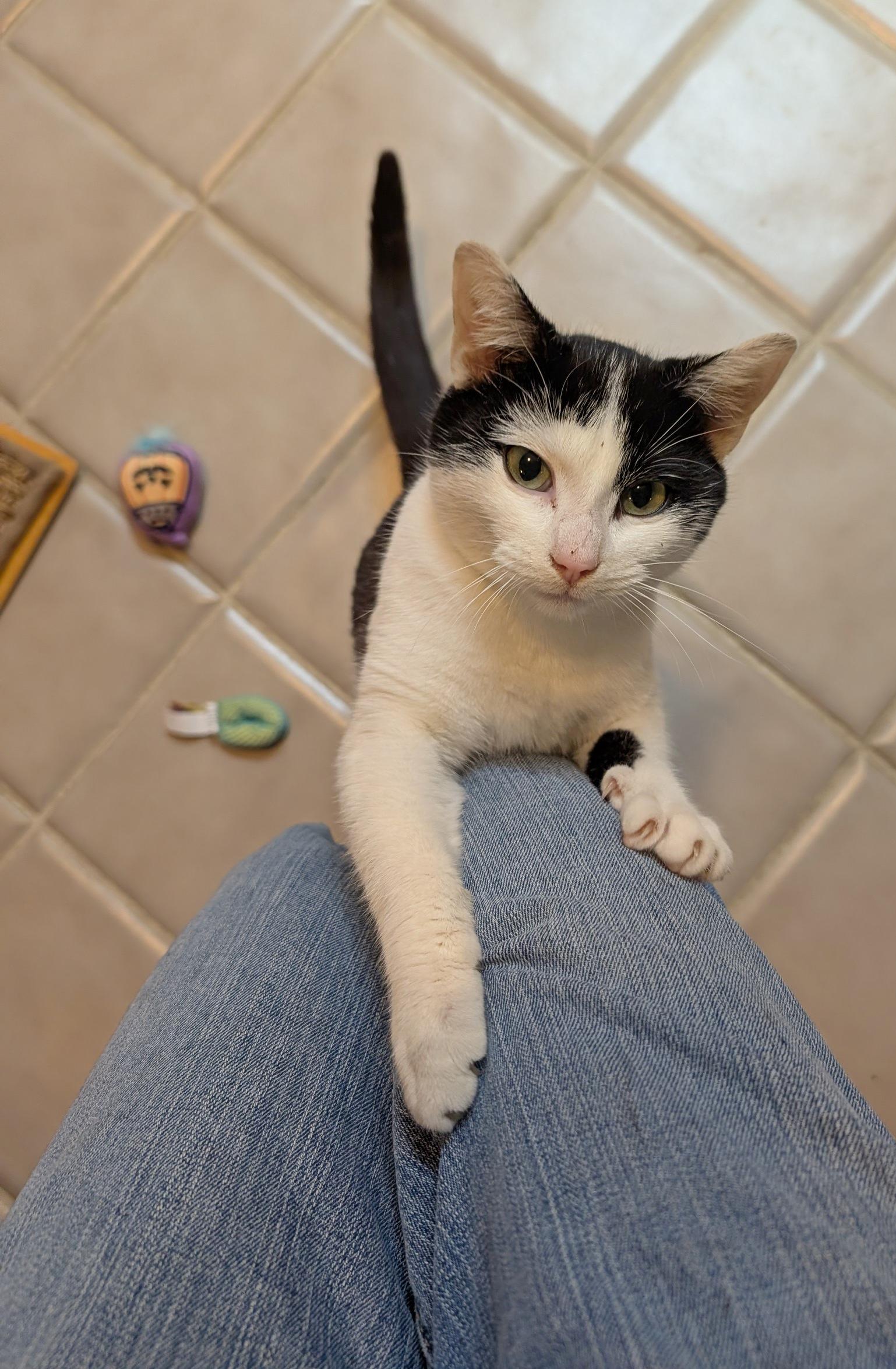 Enlarge Denver, an adopted Domestic Short Hair in Fairview Heights, IL image 5/6