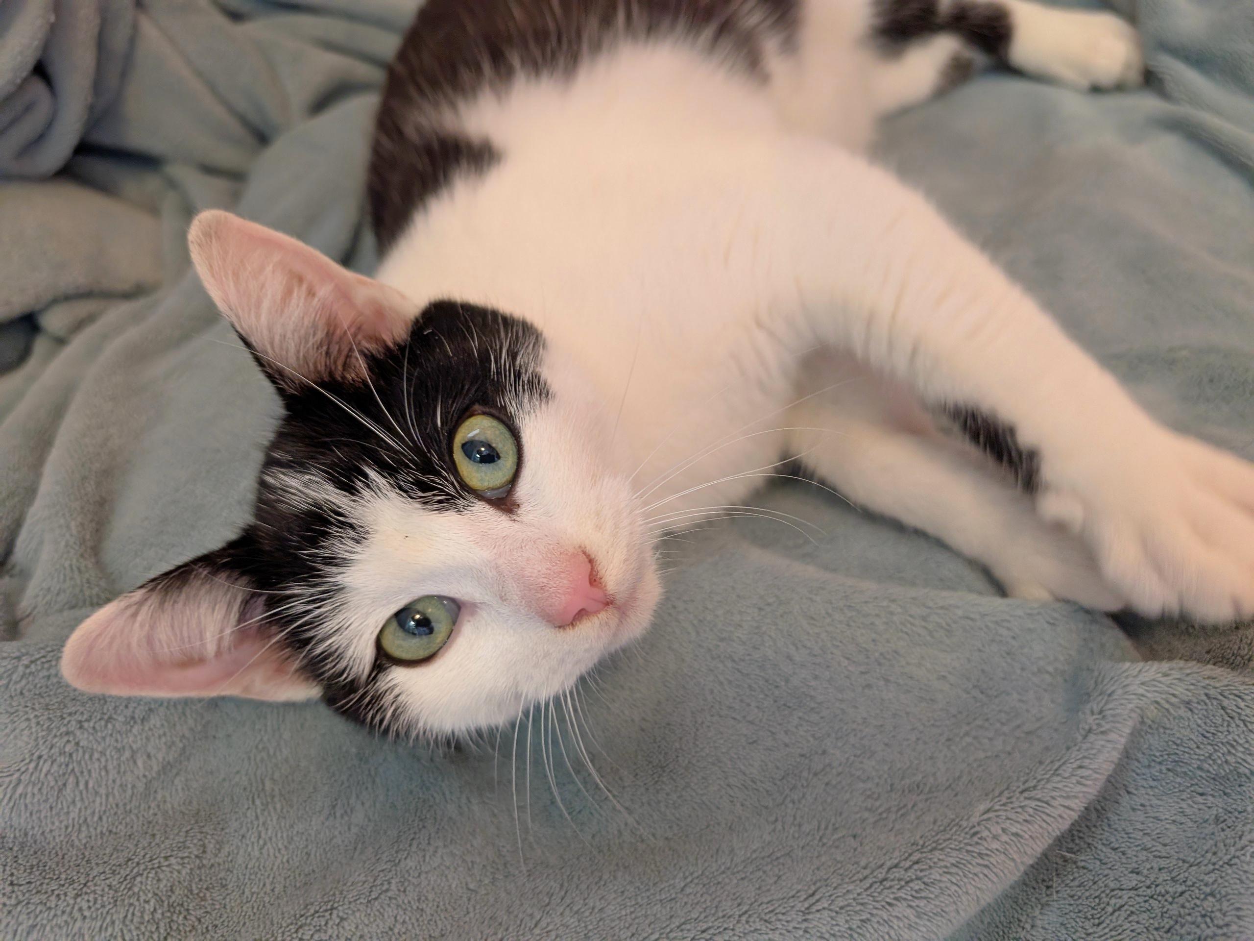 Enlarge Denver, an adopted Domestic Short Hair in Fairview Heights, IL image 3/6