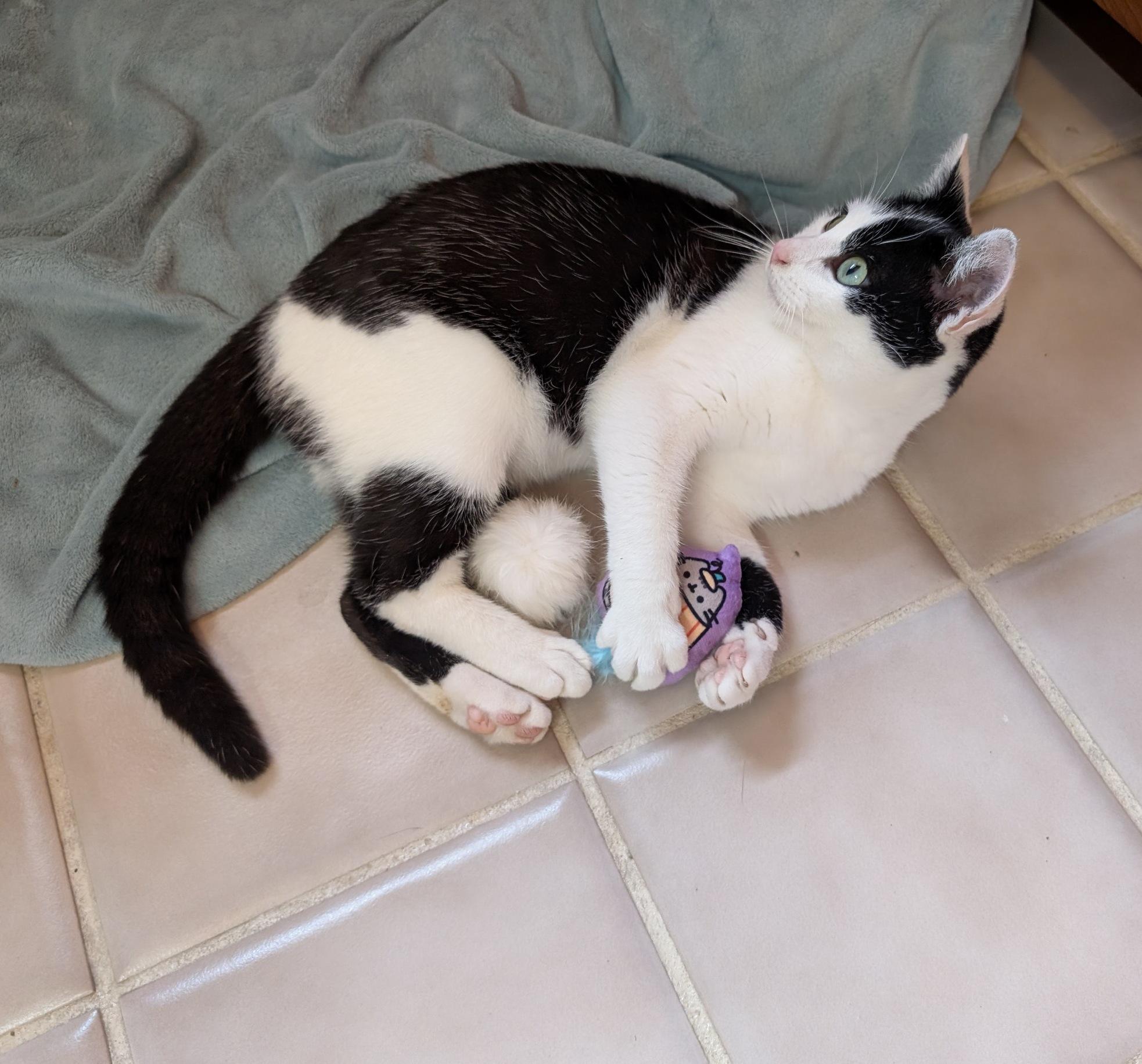 Enlarge Denver, an adopted Domestic Short Hair in Fairview Heights, IL image 4/6