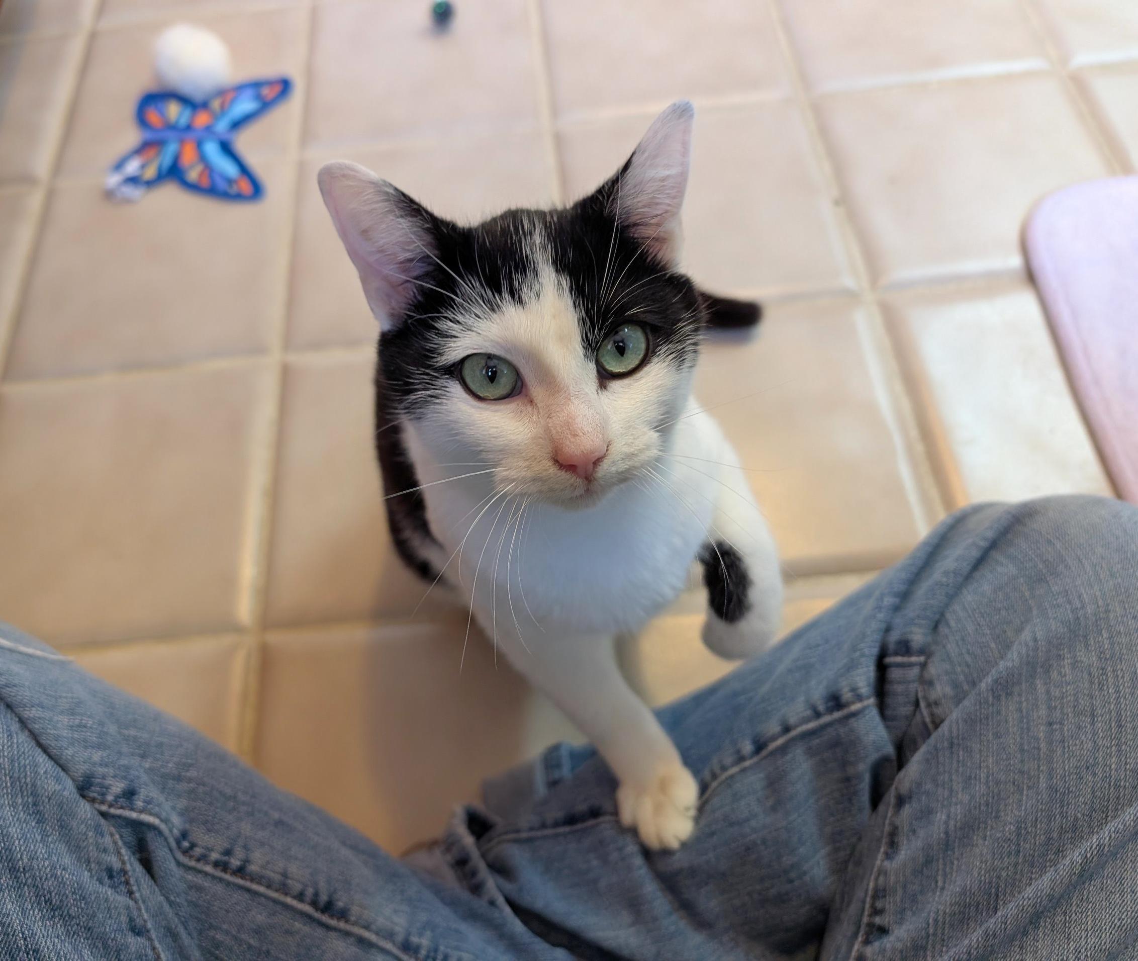 Denver, adopted, Kitten Male Domestic Short Hair.