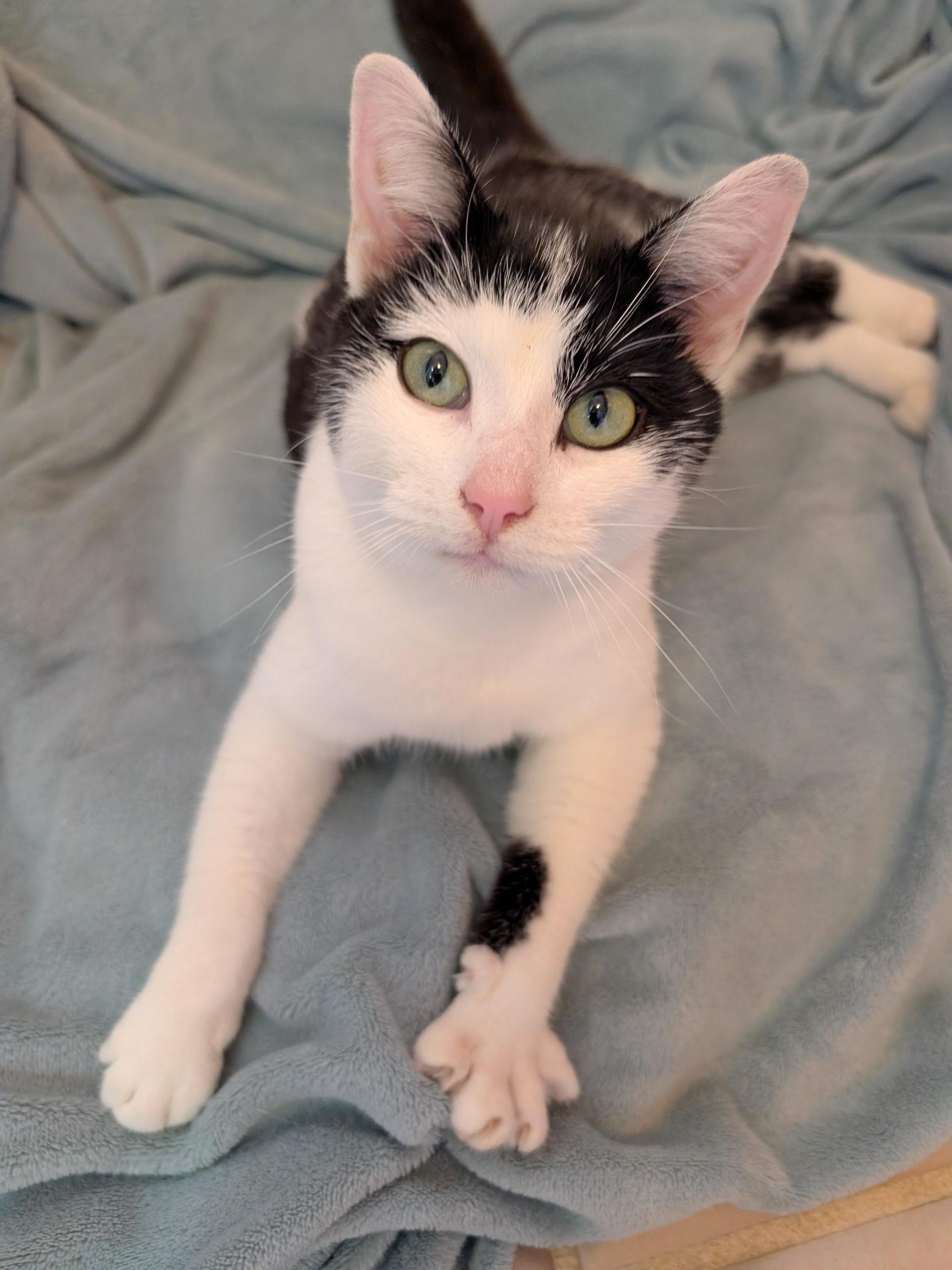 Enlarge Denver, an adopted Domestic Short Hair in Fairview Heights, IL image 6/6