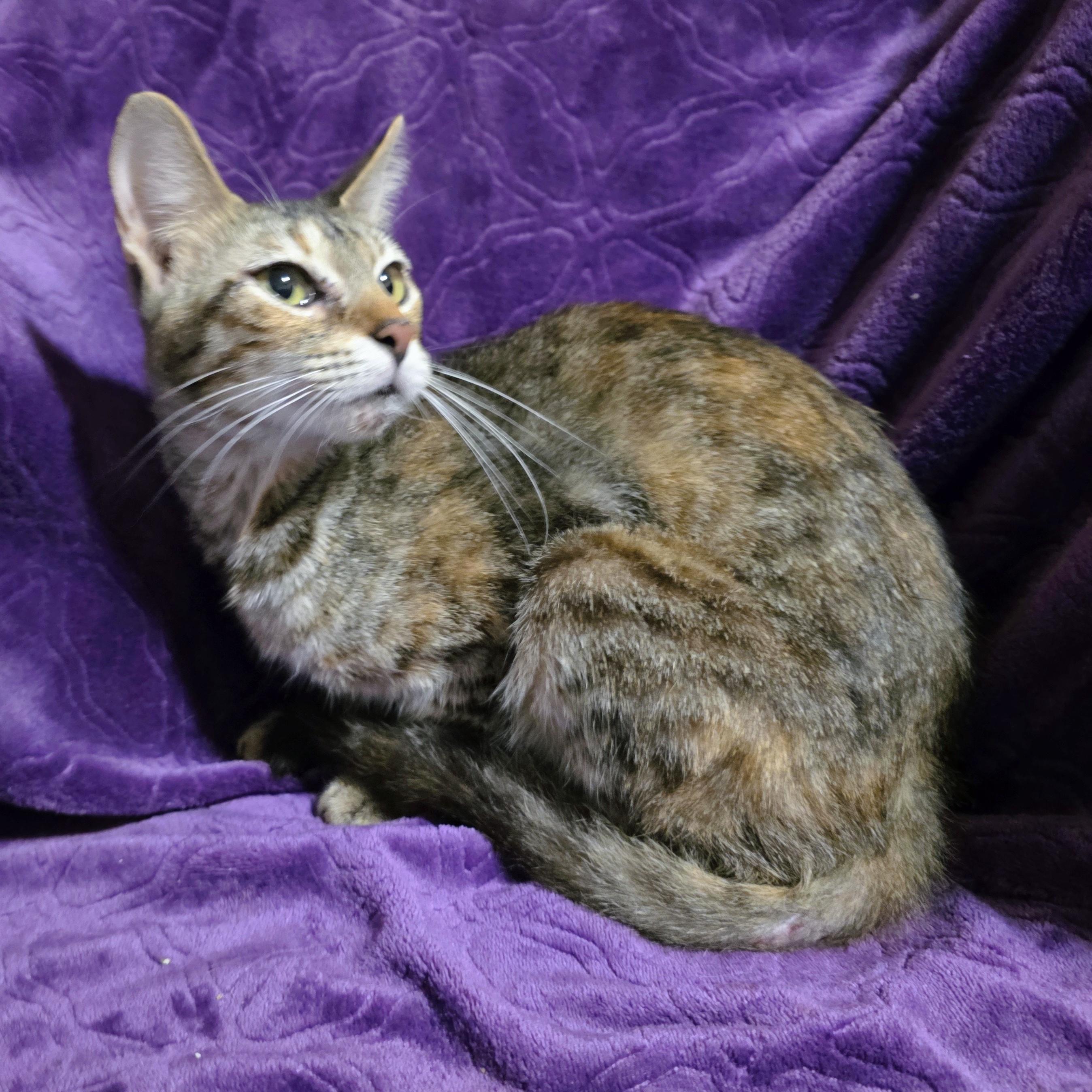 Enlarge Andrea, a ADOPTABLE Domestic Short Hair in Bentonville, AR image 1/1