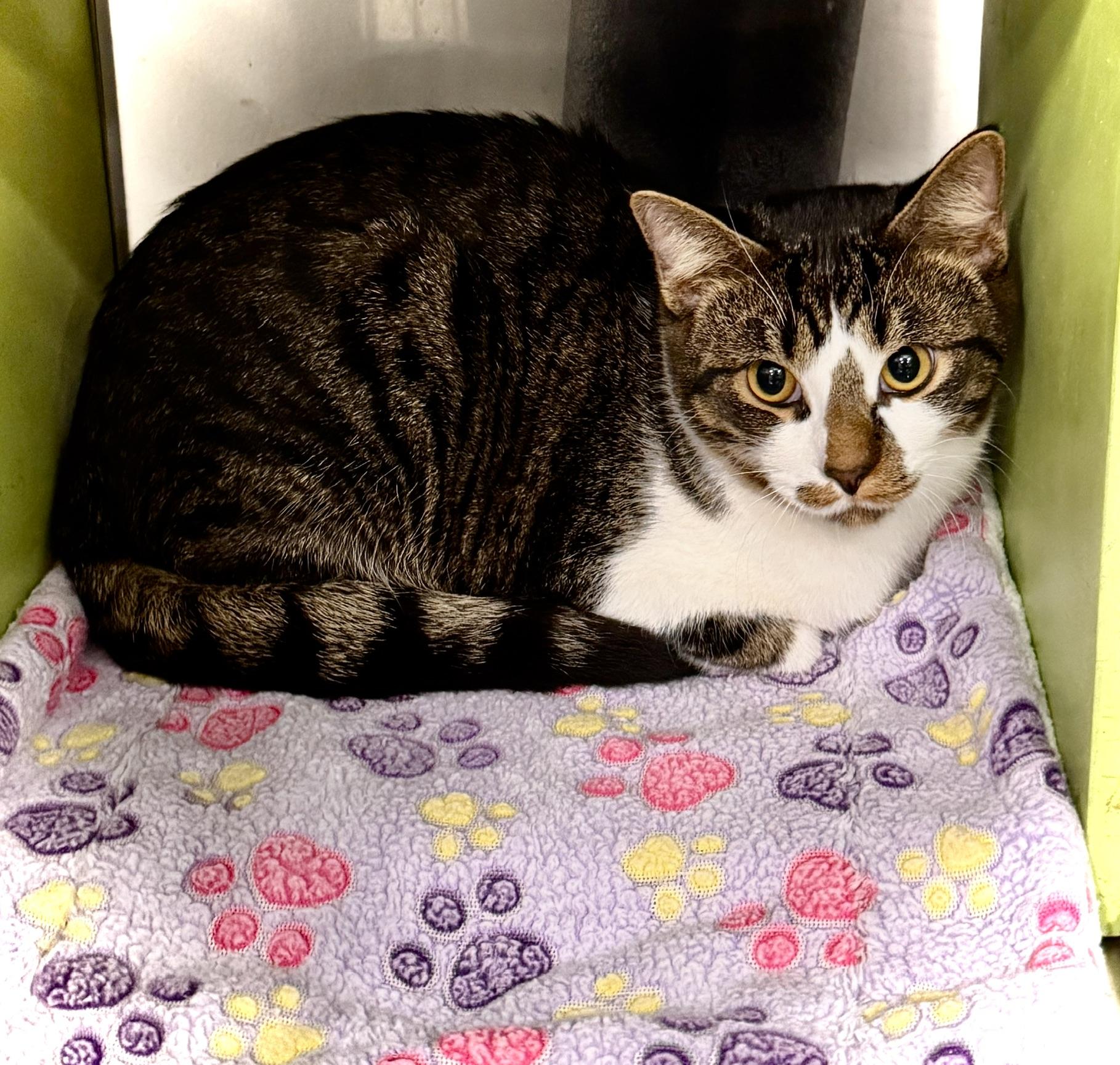 Kitson @ Livonia PetSmart