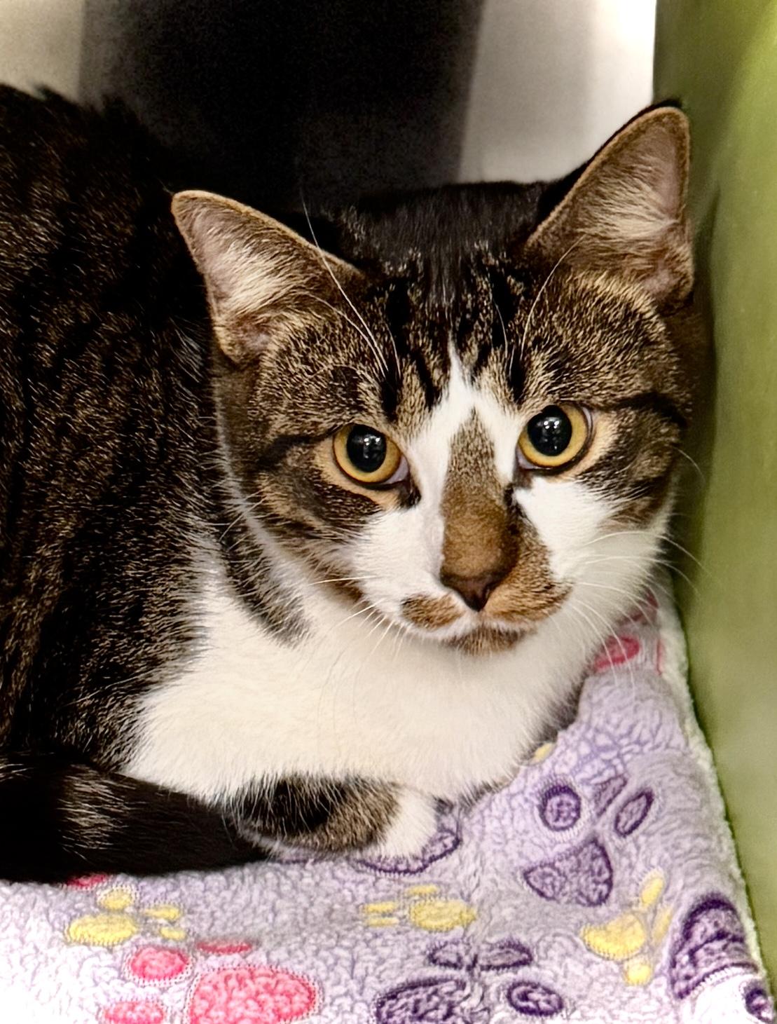 Kitson @ Livonia PetSmart