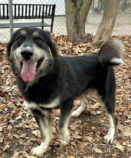 Hops, ADOPTABLE, Adult Male Husky.