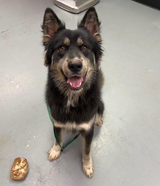 Hops, a ADOPTABLE mixed breed in Phoenix, OR image 2/3