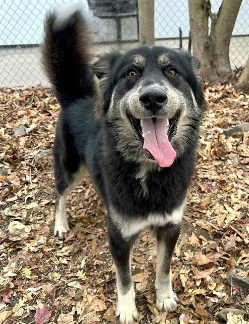 Hops, a ADOPTABLE mixed breed in Phoenix, OR image 3/3