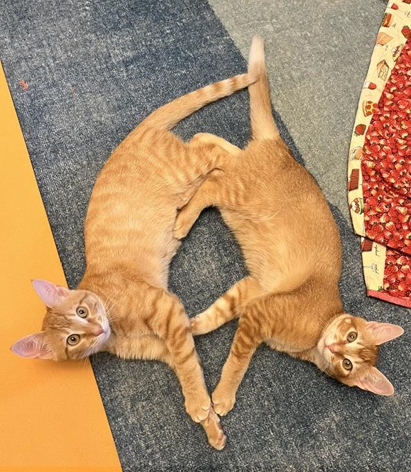 Yogi And Macaroni