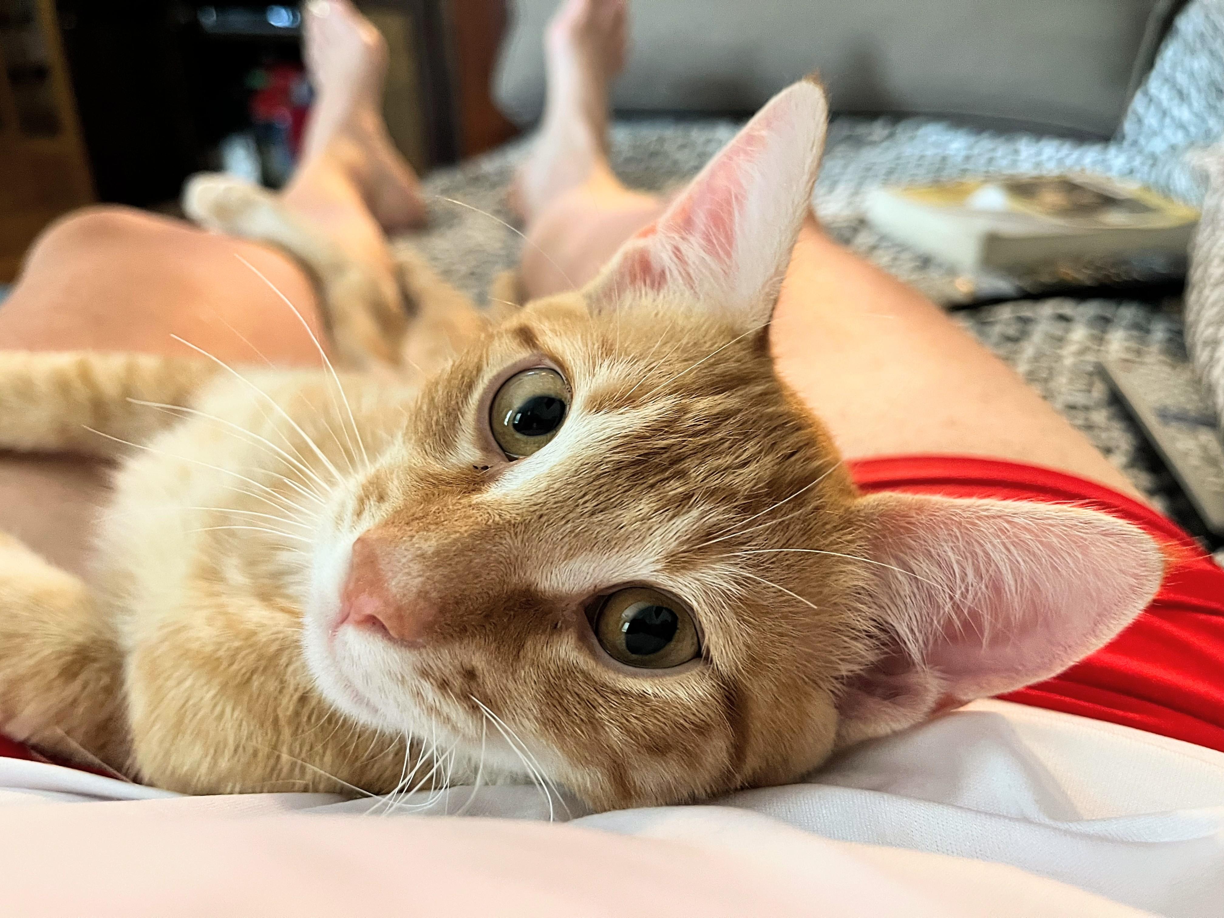 Yogi And Macaroni thumbnail 3