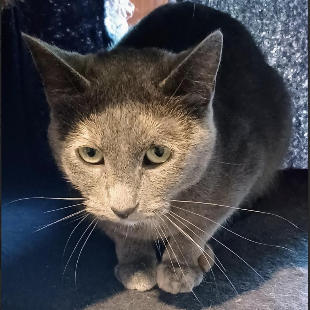 Pewter & Wren (Bonded Pair)