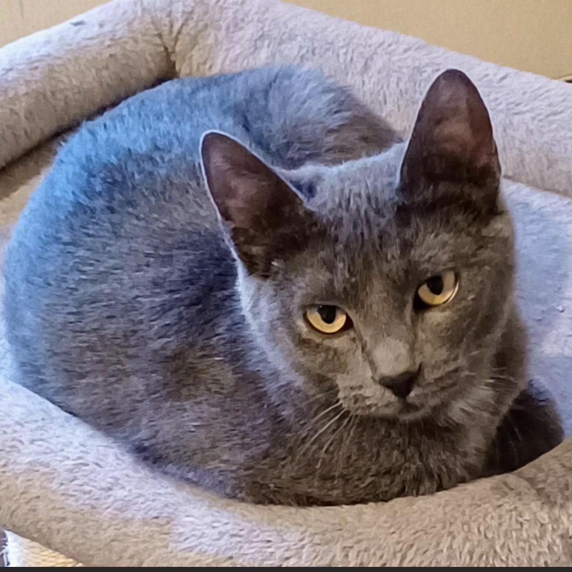 Pewter & Wren (Bonded Pair), a Adoptable Domestic Short Hair in Plymouth, MN image 2/4