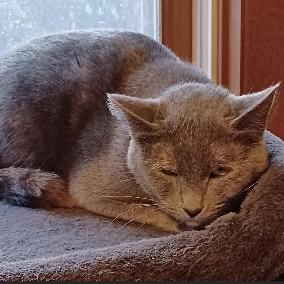 Pewter & Wren (Bonded Pair), a Adoptable Domestic Short Hair in Plymouth, MN image 4/4