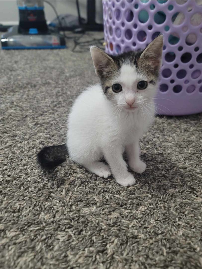 Enlarge Morgan, a Adopted mixed breed in Katy, TX image 1/2