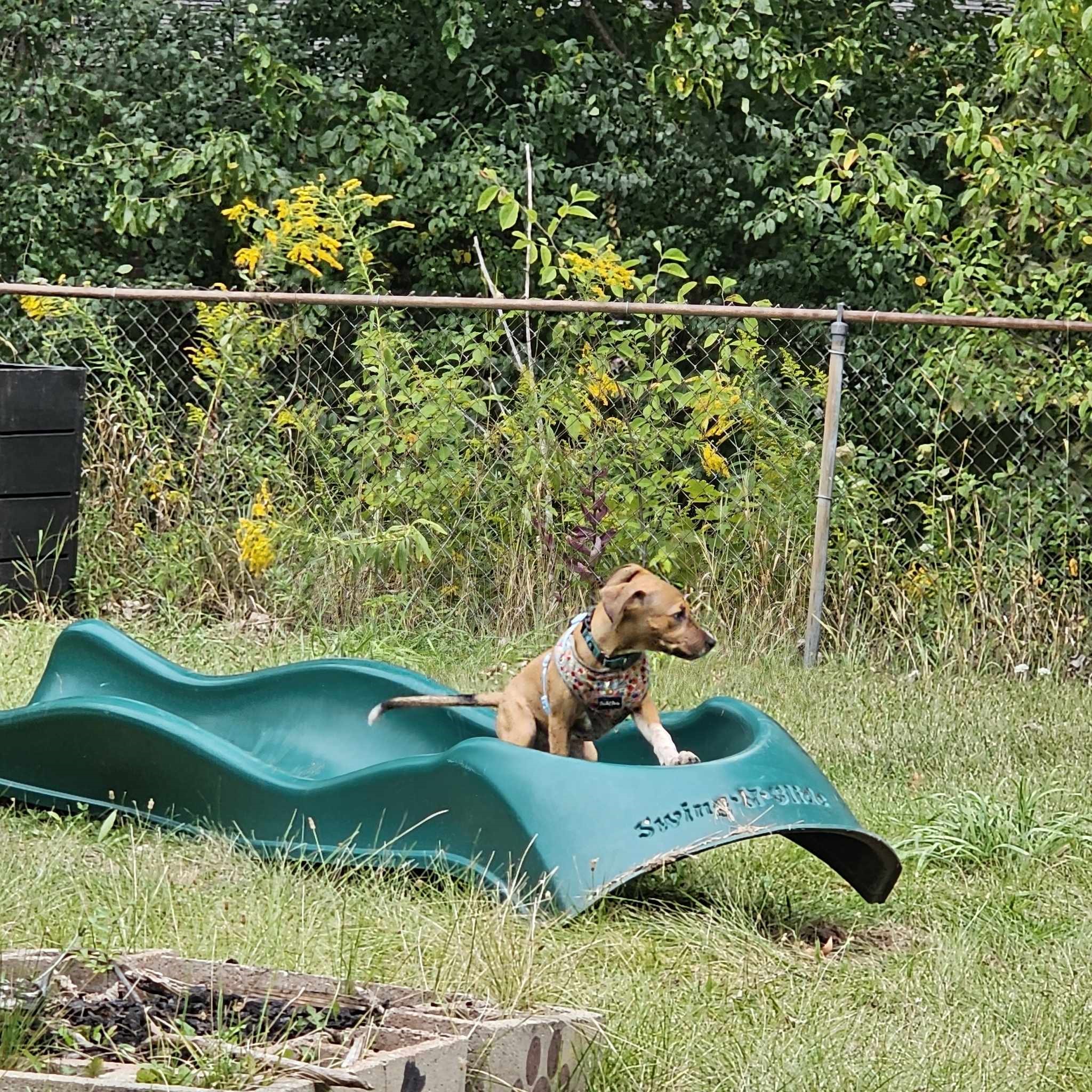 Biscuit, a Adopted Beagle in Linwood, MI image 4/4