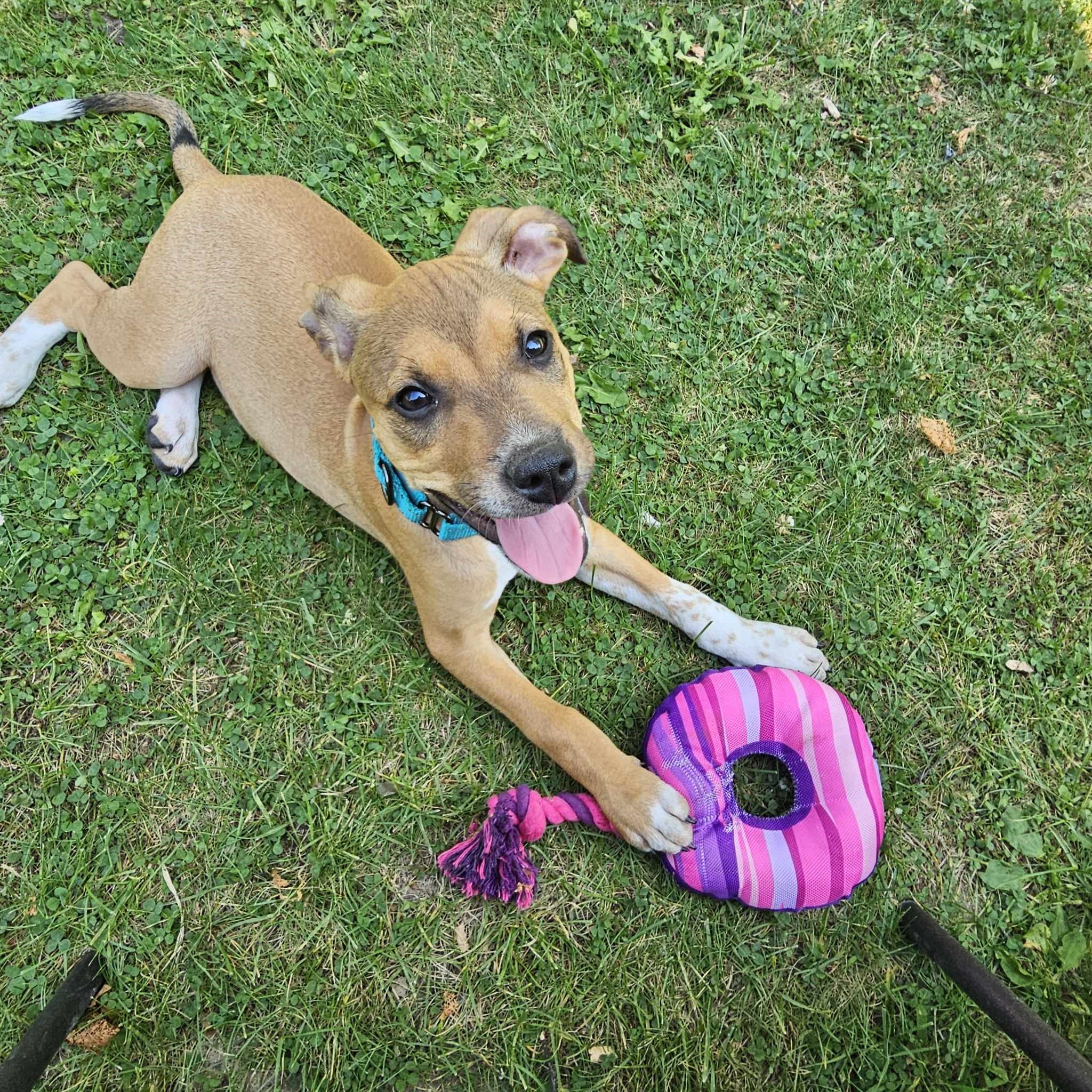 Biscuit, a Adopted Beagle in Linwood, MI image 2/4