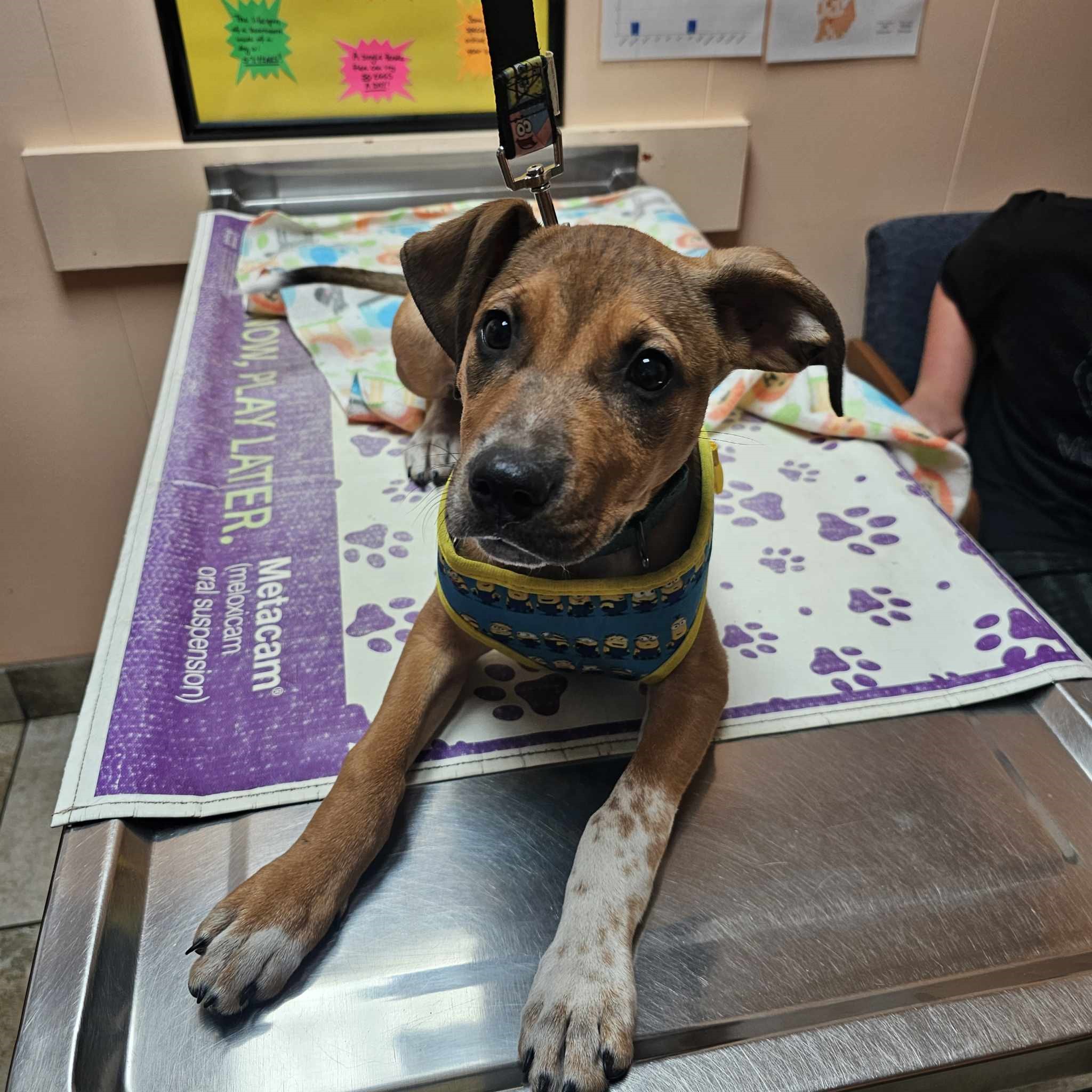 Biscuit, Adopted, Puppy Female Beagle.