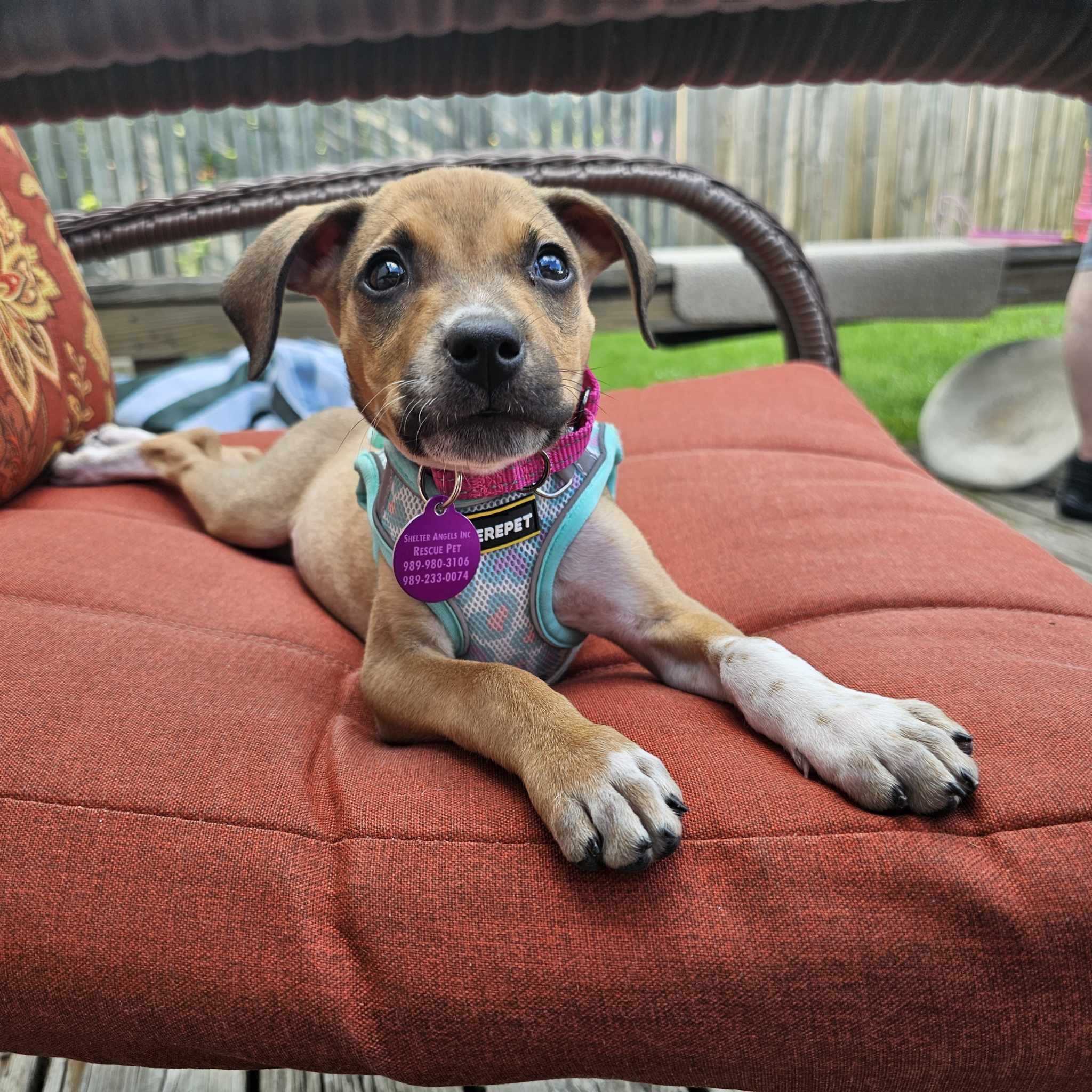 Biscuit, a Adopted Beagle in Linwood, MI image 3/4