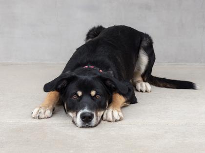 Enlarge Koda, a Adoptable mixed breed in Longmont, CO image 2/3