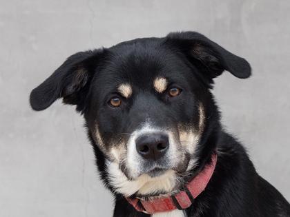 Enlarge Koda, a Adoptable mixed breed in Longmont, CO image 3/3