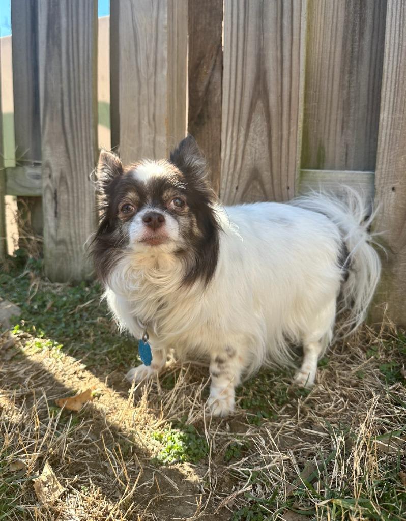 Enlarge Mini, a Adoptable mixed breed in Fayetteville, AR image 3/3