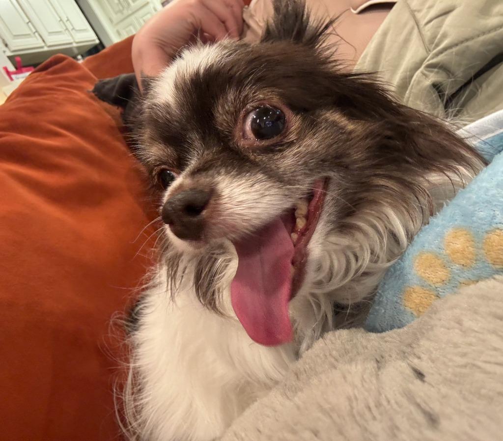 Enlarge Mini, a Adoptable mixed breed in Fayetteville, AR image 5/6