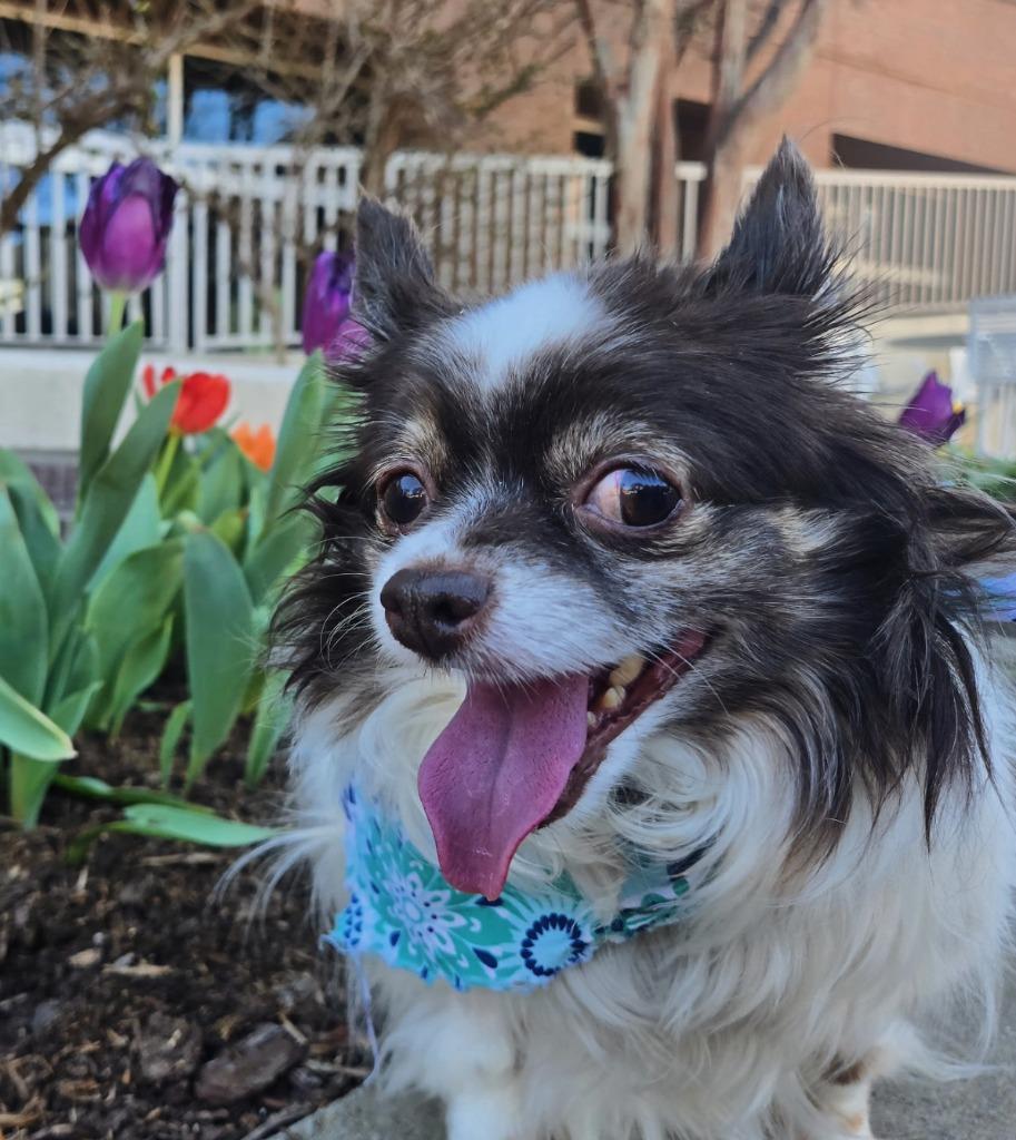 Enlarge Mini, a Adoptable mixed breed in Fayetteville, AR image 6/6