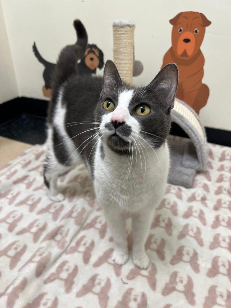 Lady, Adoptable, Young Female Domestic Short Hair.