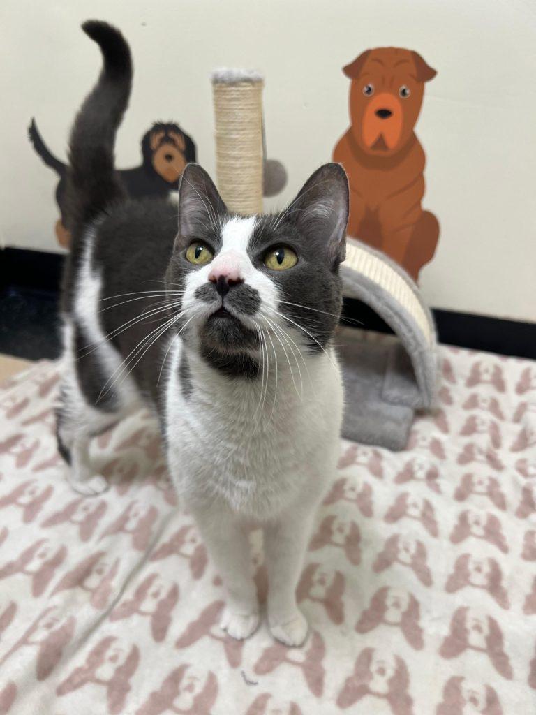 Enlarge Lady, a Adoptable Domestic Short Hair in Brooklyn, NY image 3/3