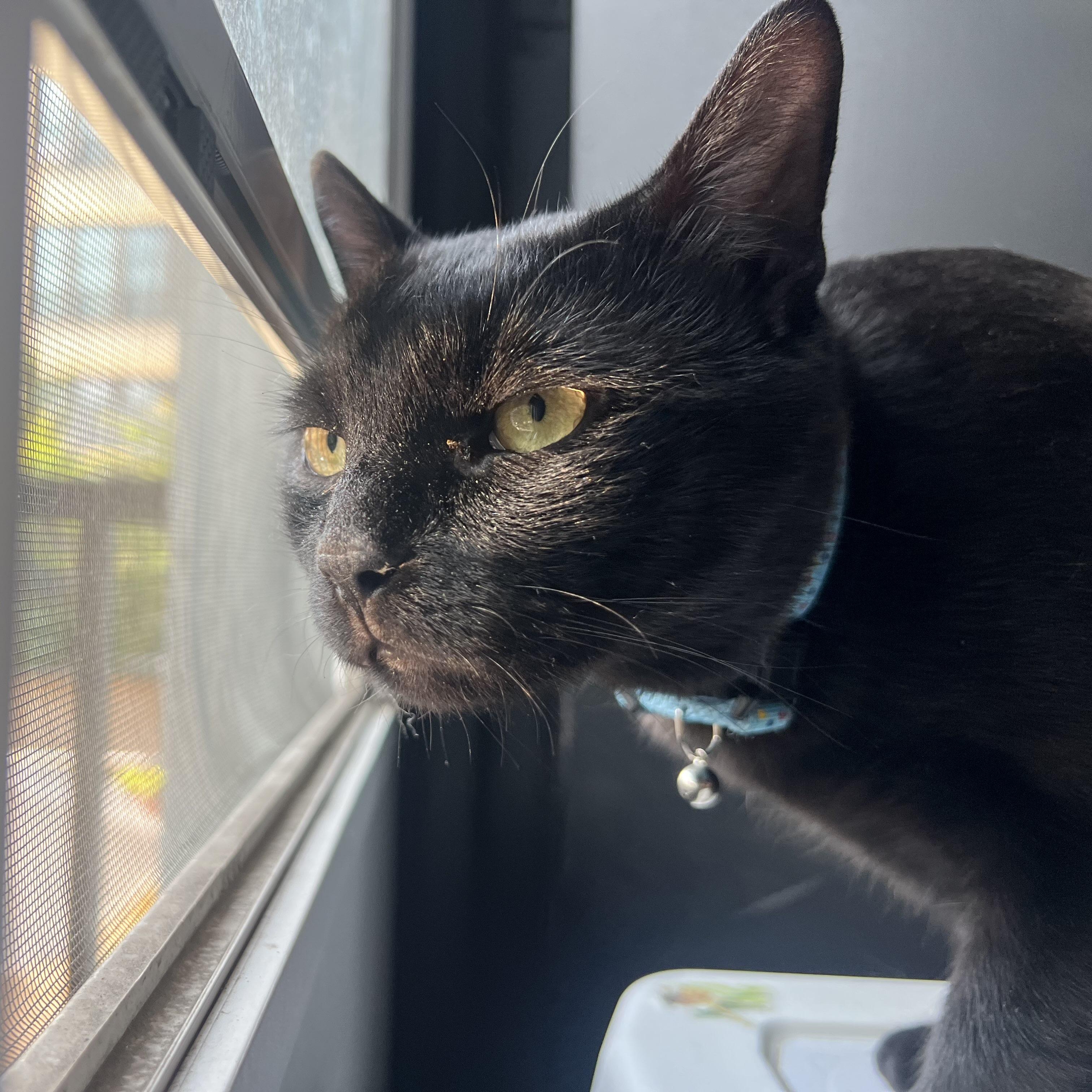 OG, Adoptable, Adult Male Domestic Short Hair.