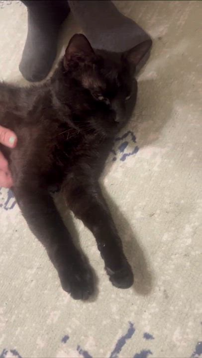 Enlarge OG, a Adoptable Domestic Short Hair in Weehawken, NJ video 6/6