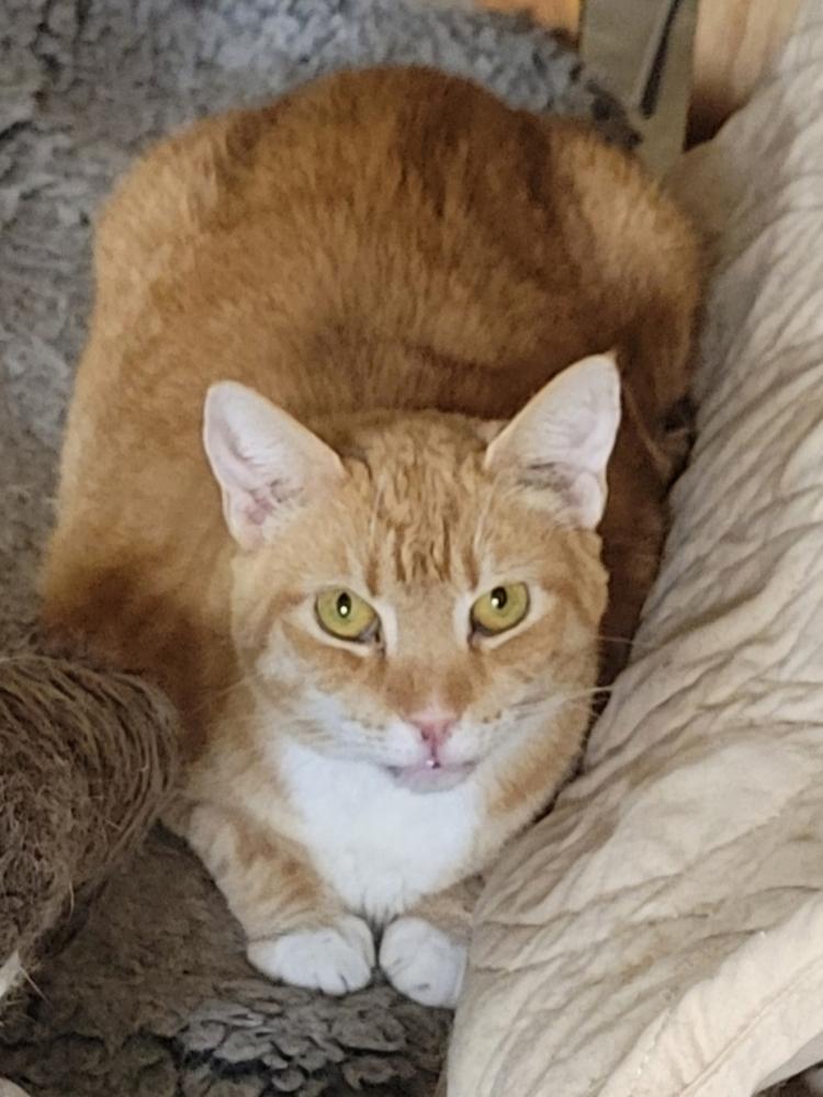 Enlarge Cheerio, a Adoptable Tabby in Douglasville, GA image 1/1