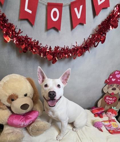 Enlarge Mister inky, a Adoptable mixed breed in Cedar Hill, TX image 1/1