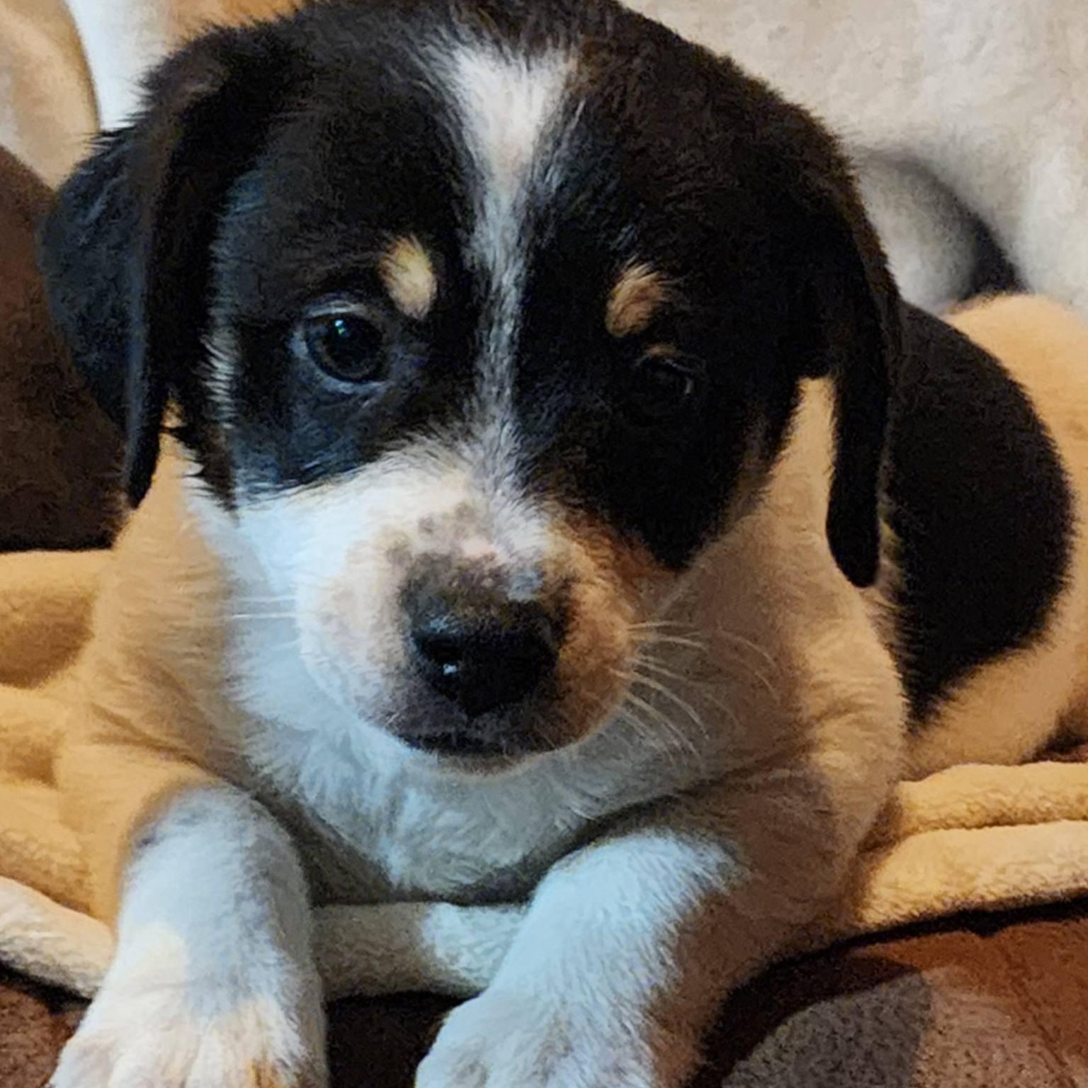 Summit, Adoptable, Puppy Male Dachshund.