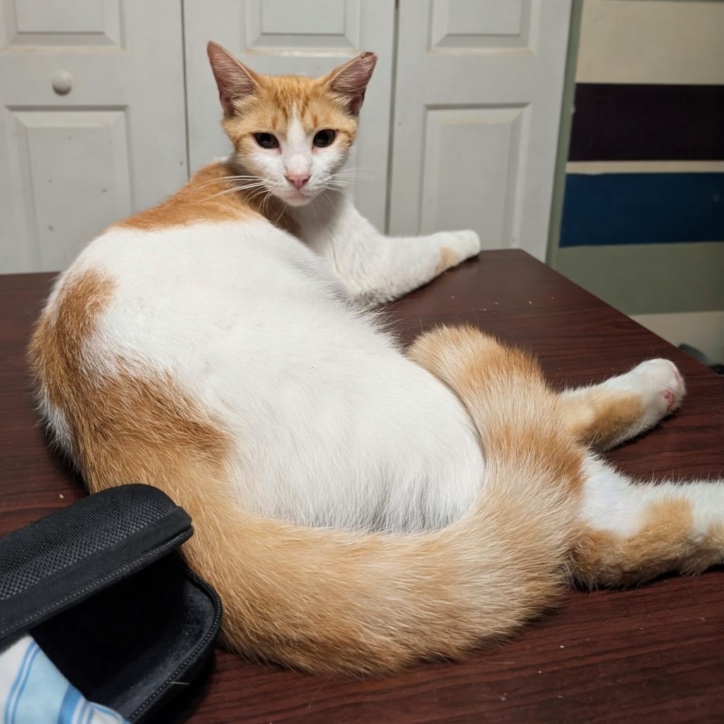 Wellsy, Adoptable, Young Female Domestic Short Hair.