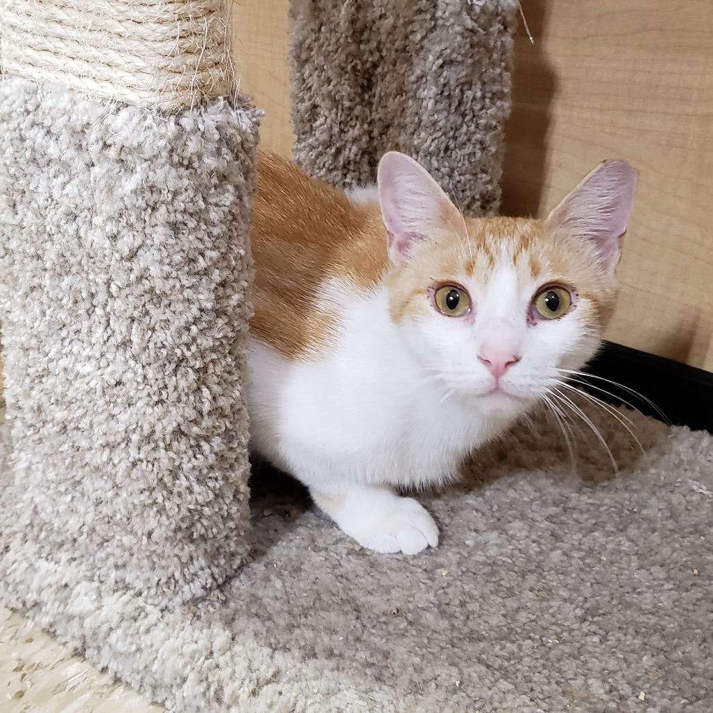 Wellsy, a Adoptable Domestic Short Hair in Bulverde, TX image 2/6