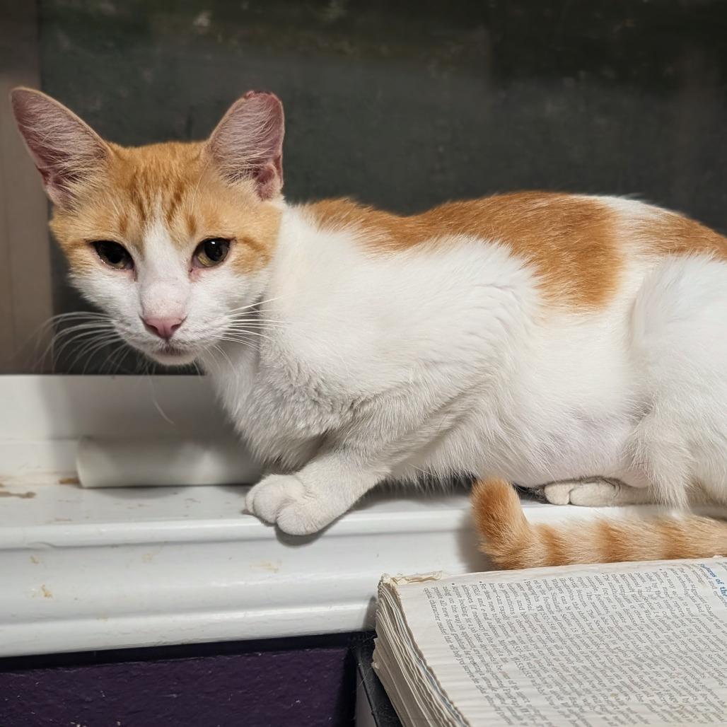 Wellsy, a Adoptable Domestic Short Hair in Bulverde, TX image 3/6